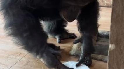 真不是人扮的？黑猩猩吃完饭主动到水池里洗盘子游客看呆!--